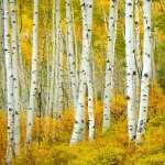 Birch wallpapers for desktop