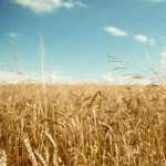 Wheat high definition photo