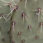 Cactus hd pics