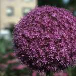 Allium widescreen