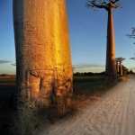 Baobab Tree hd wallpaper