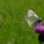 Black And White Butterfly full hd