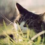 Cat Eating Grass widescreen