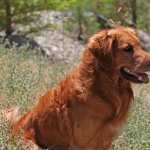 Golden Retriever Dog new photos