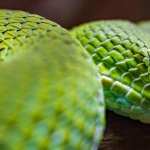 Green Tree Python pics