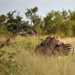 Kruger National Park new photos