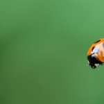 Ladybug On A Leaf 2017