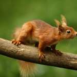 Red Squirrel hd