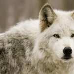 White Wolves photo