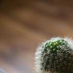 Cactus high definition wallpapers