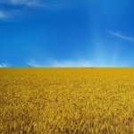 Wheat high quality wallpapers