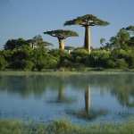 Baobab Tree widescreen