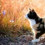 Calico Kitten new wallpapers