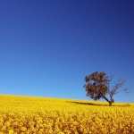 Canola full hd