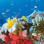 Great Barrier Reef full hd