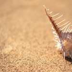 Whelk Shell free wallpapers