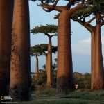 Baobab Tree free wallpapers
