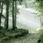 Fog high definition wallpapers