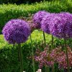 Allium full hd