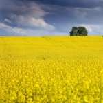 Canola wallpapers for android