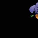 The Maxx PC wallpapers