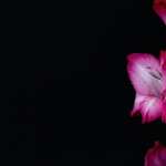 Gladiolus pic