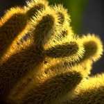 Cactus high quality wallpapers