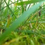 Grass photos