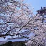 Himeji Castle hd desktop