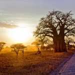 Baobab Tree desktop