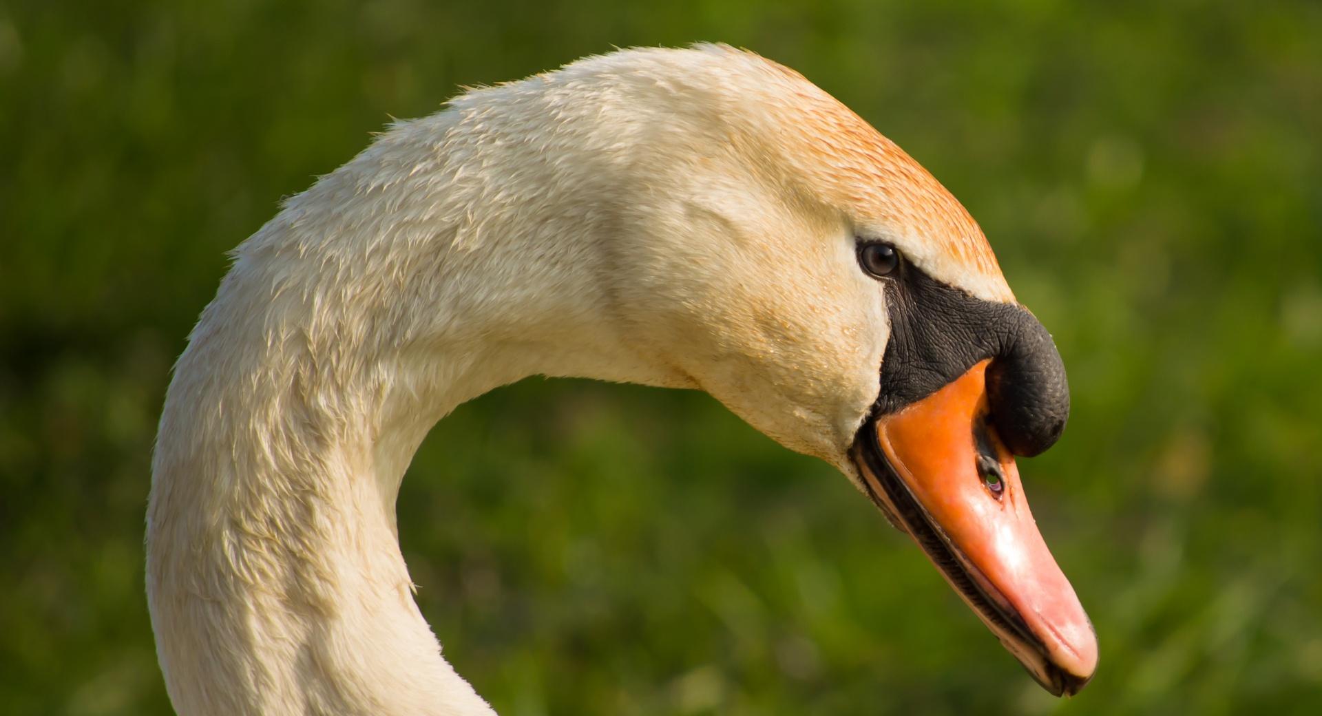 A Beautiful Swans Head at 1152 x 864 size wallpapers HD quality