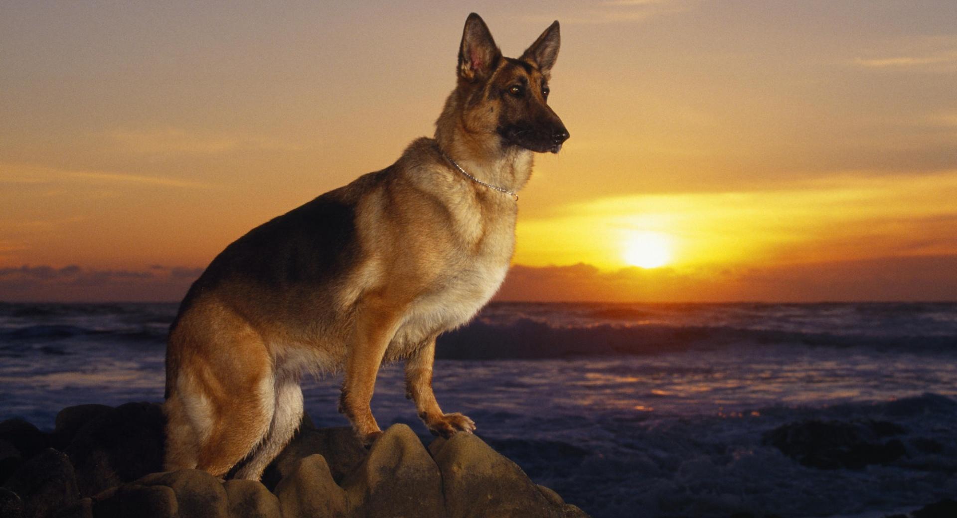 A Day At The Beach German Shepherd wallpapers HD quality
