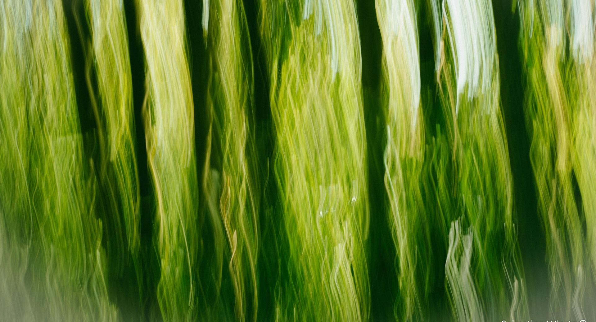 A Green Touch at 640 x 1136 iPhone 5 size wallpapers HD quality