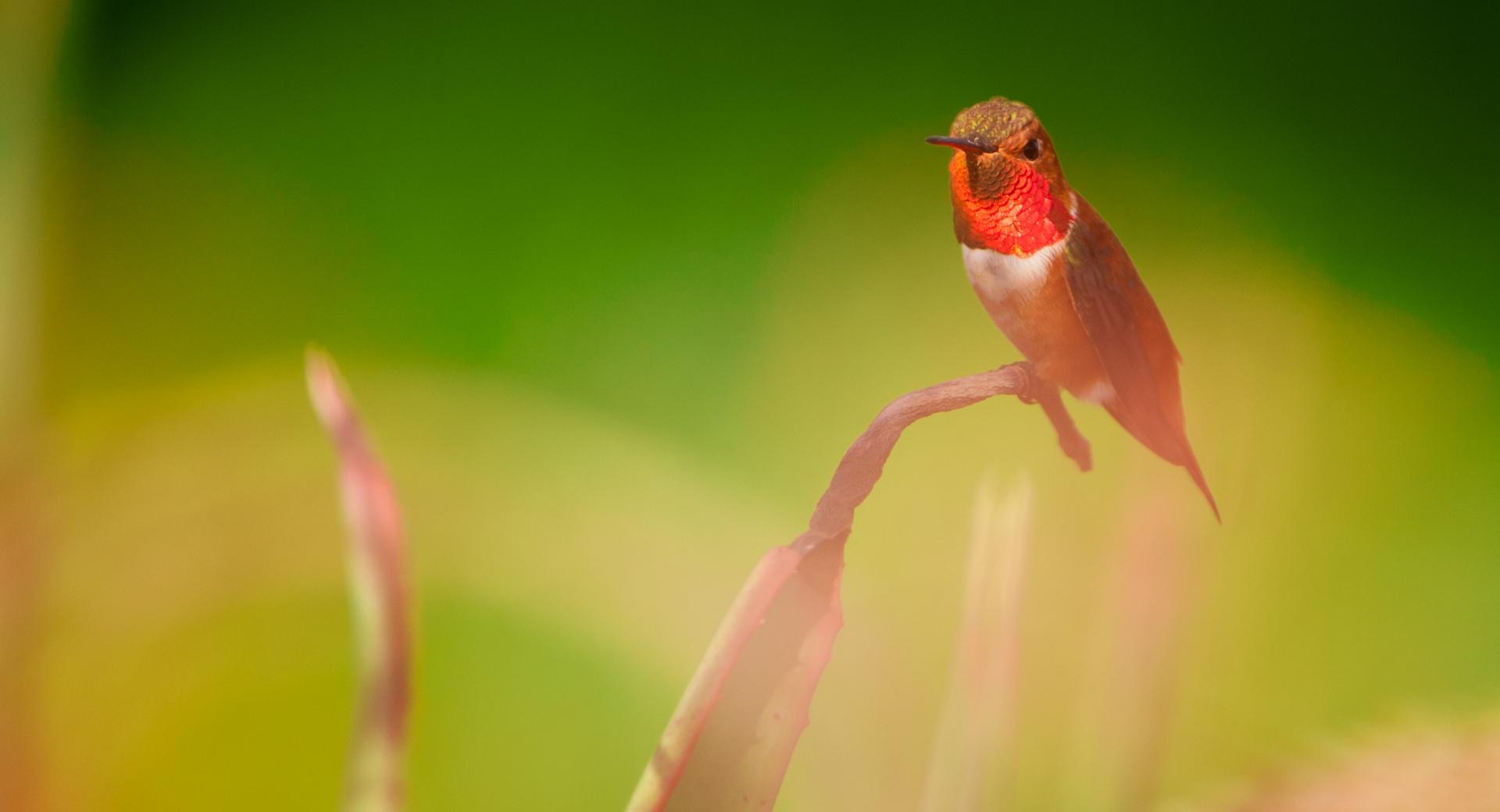 A Perched Male Rufous Hummingbird at 750 x 1334 iPhone 6 size wallpapers HD quality