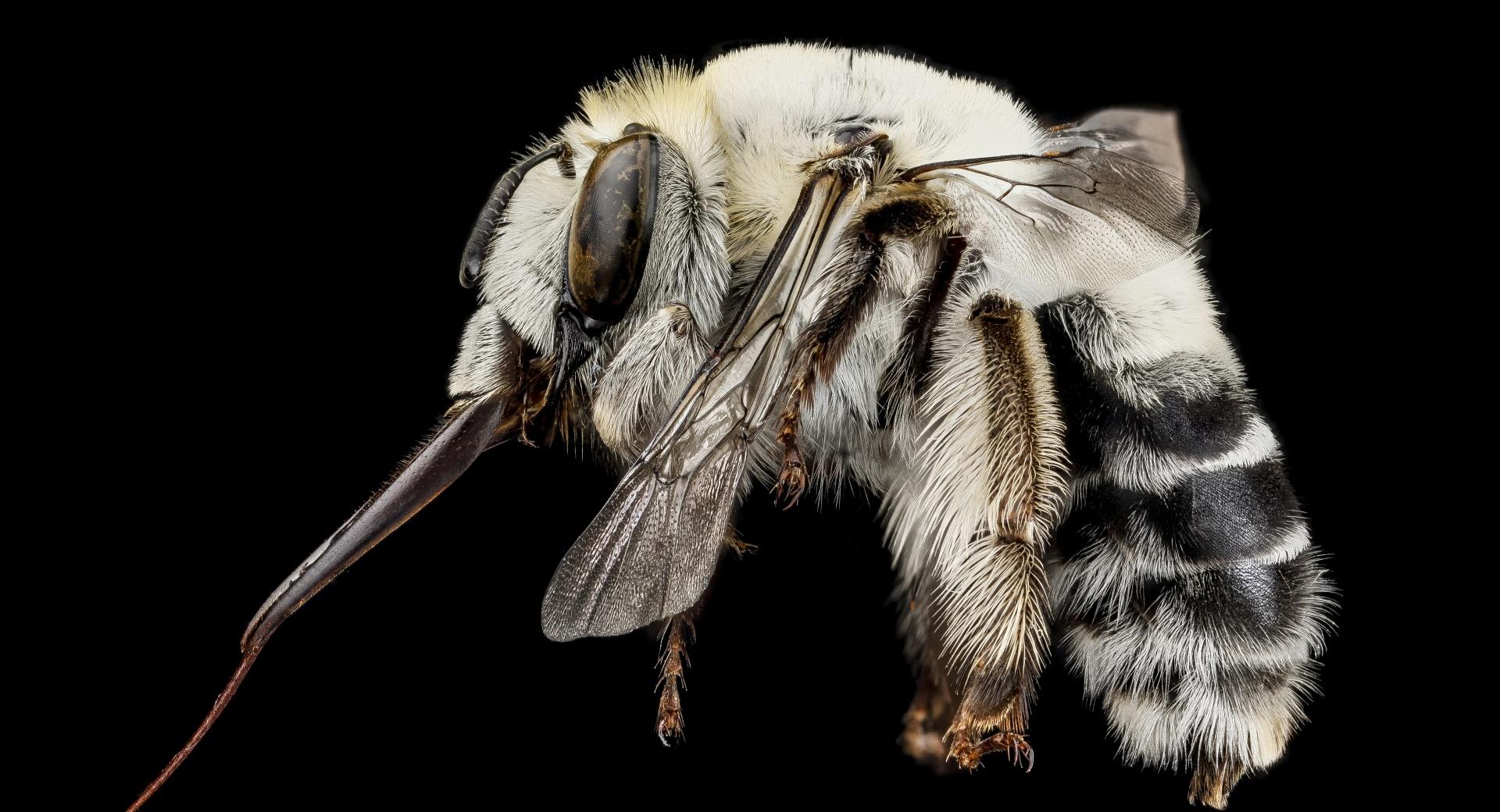 A Solitary White Bee, Anthophora Affabilis at 1152 x 864 size wallpapers HD quality