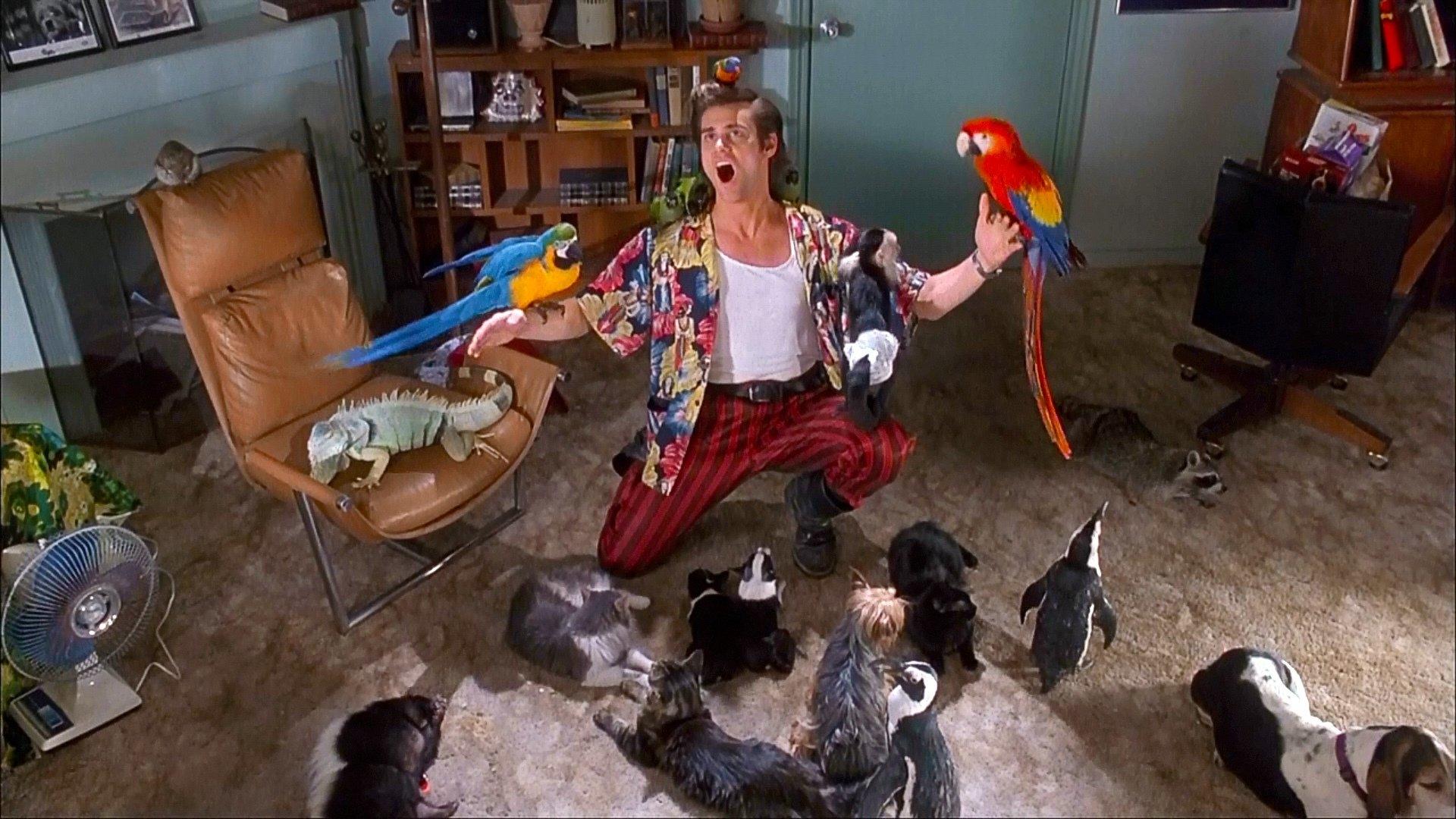 Ace Ventura Pet Detective at 1024 x 768 size wallpapers HD quality