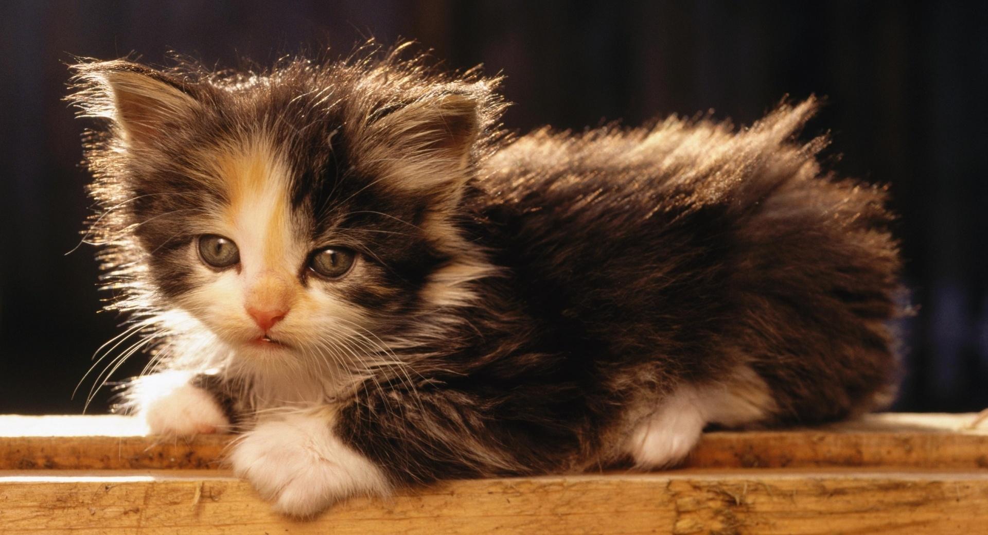 Adorable Fluffy Kitten at 1280 x 960 size wallpapers HD quality