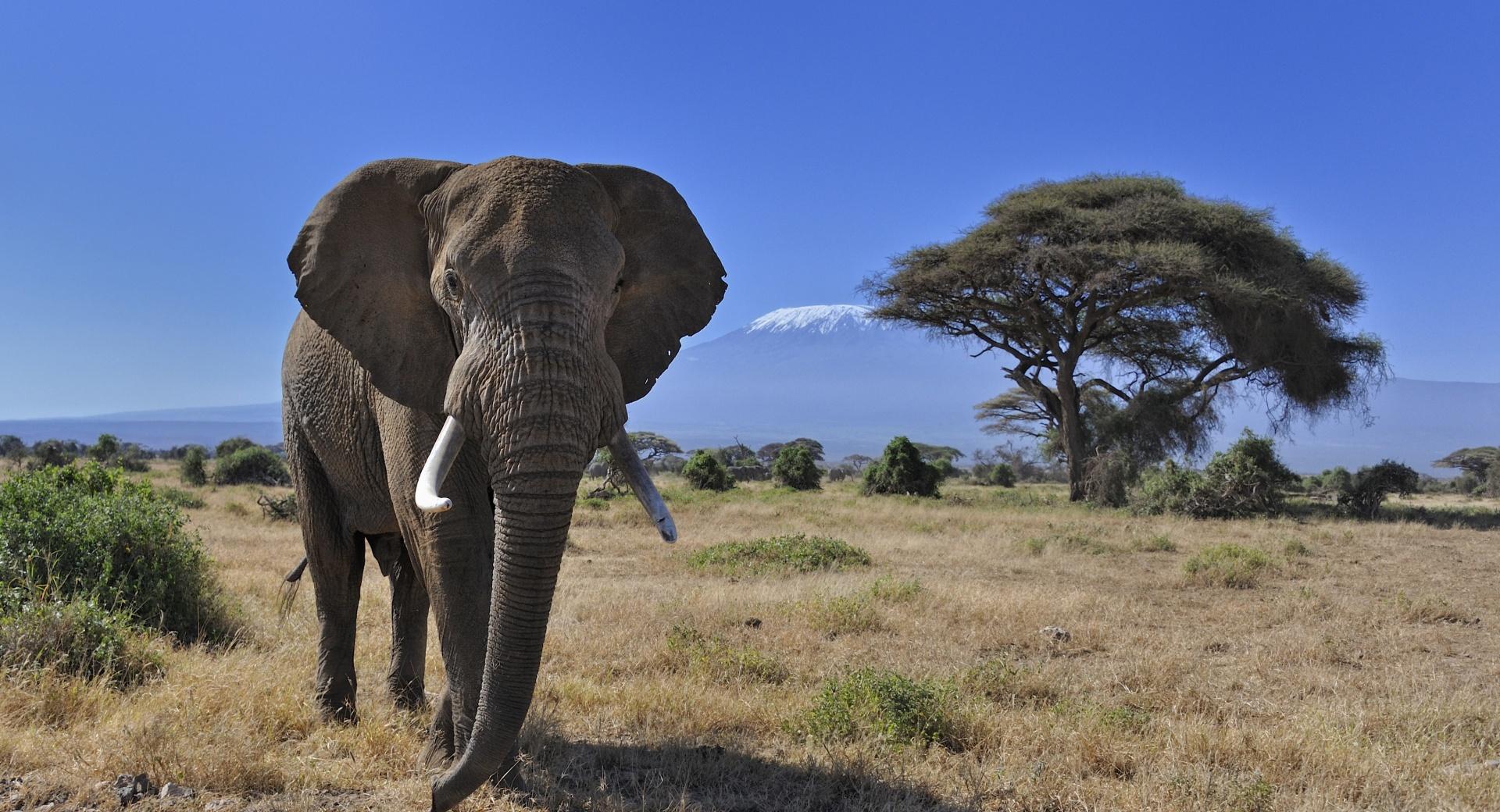 African Bush Elephant at 1152 x 864 size wallpapers HD quality