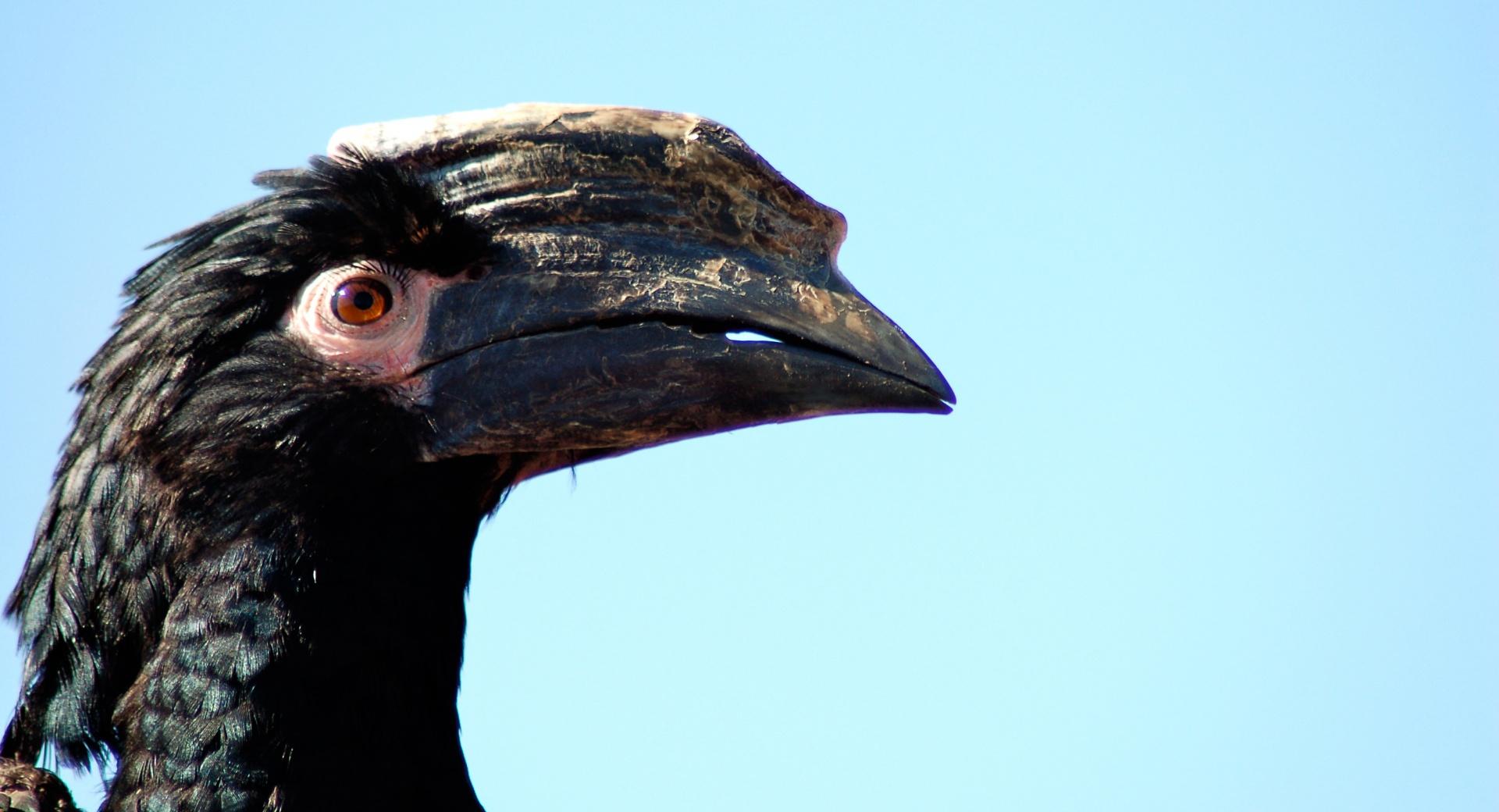 African Hornbill at 1024 x 768 size wallpapers HD quality