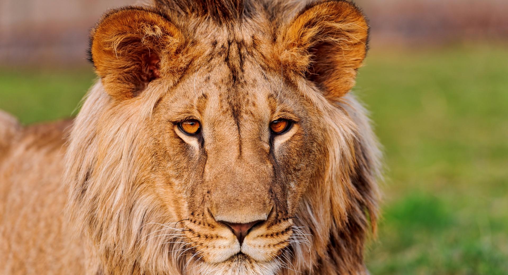 African Lion Living In Slovakia wallpapers HD quality