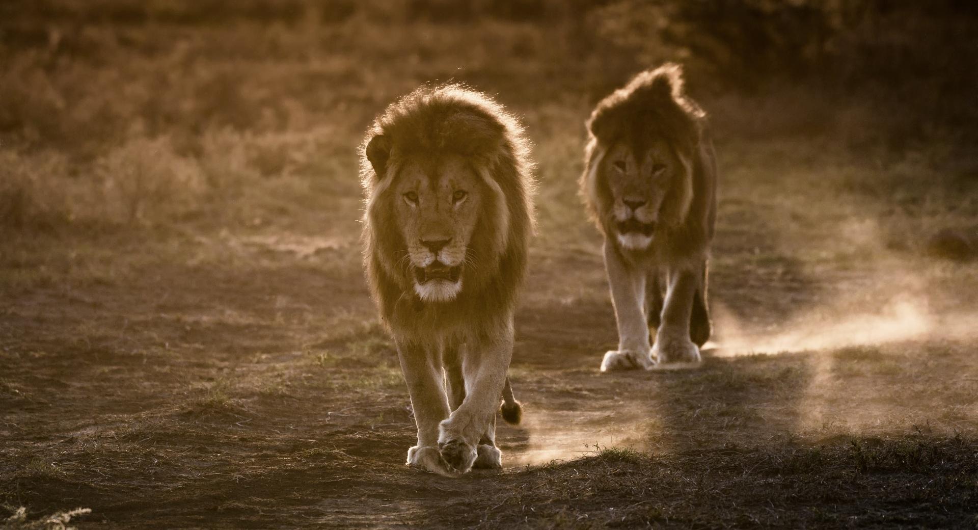 African Lions at 640 x 960 iPhone 4 size wallpapers HD quality