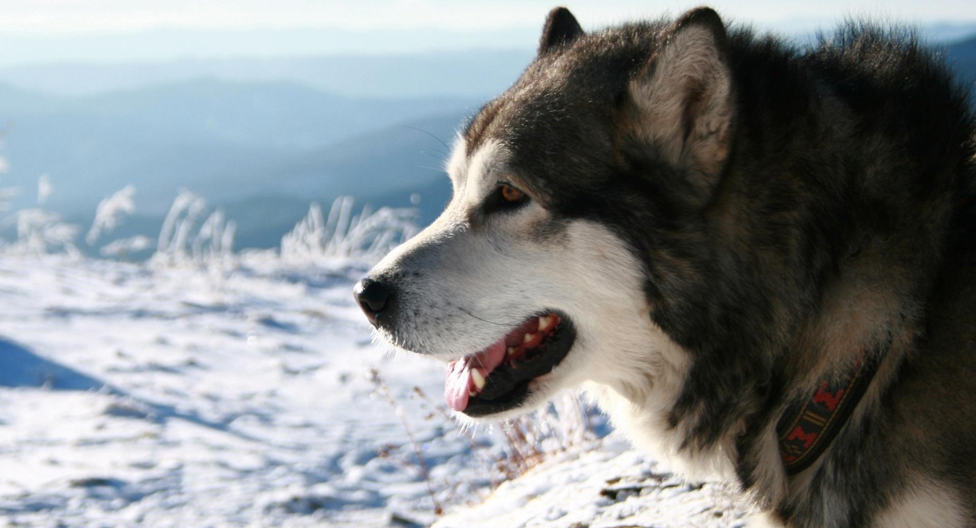 Alaskan Malamute Dog at 640 x 960 iPhone 4 size wallpapers HD quality
