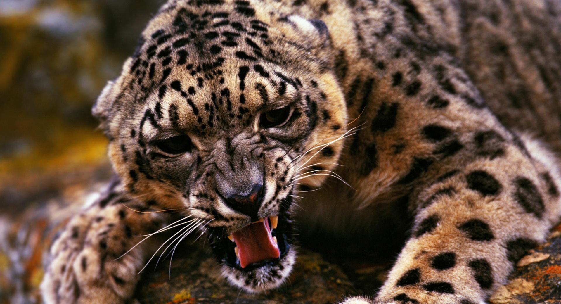 Angry Cheetah at 640 x 960 iPhone 4 size wallpapers HD quality