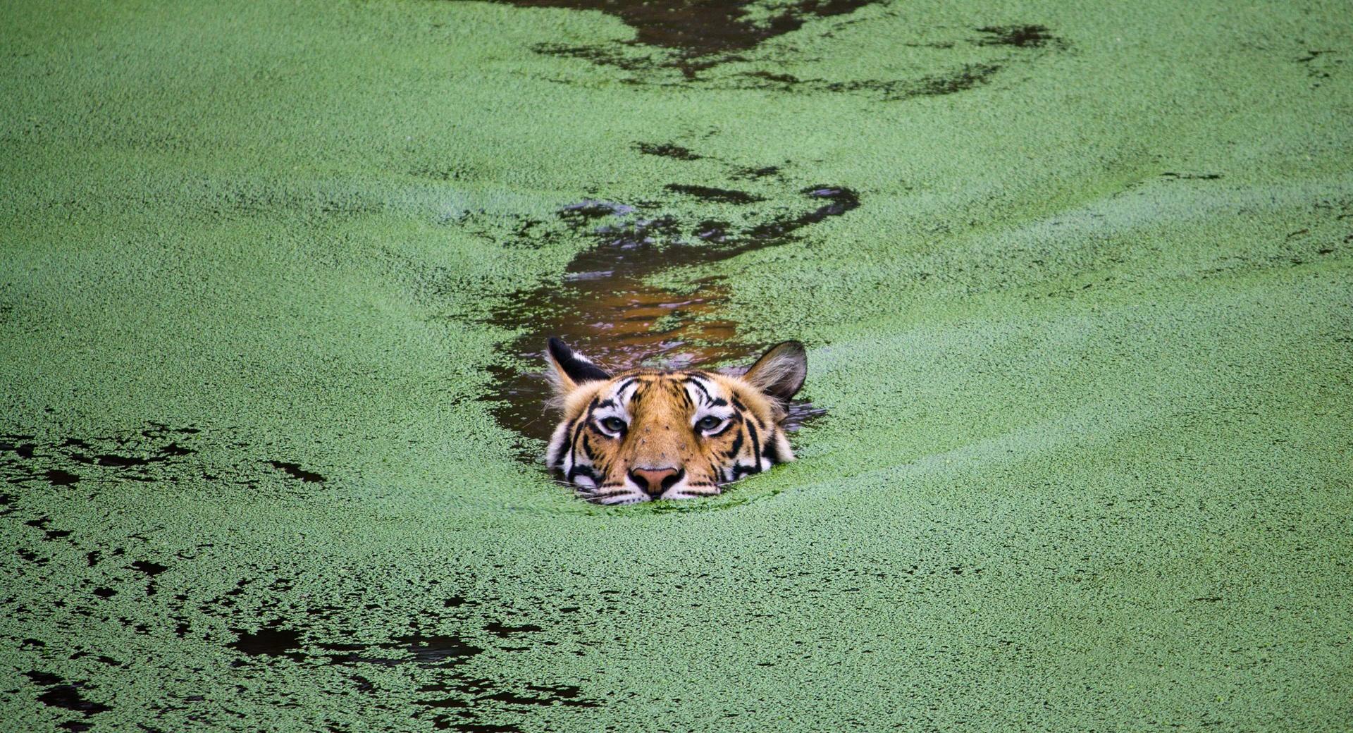 Animal, Tiger at 1334 x 750 iPhone 7 size wallpapers HD quality
