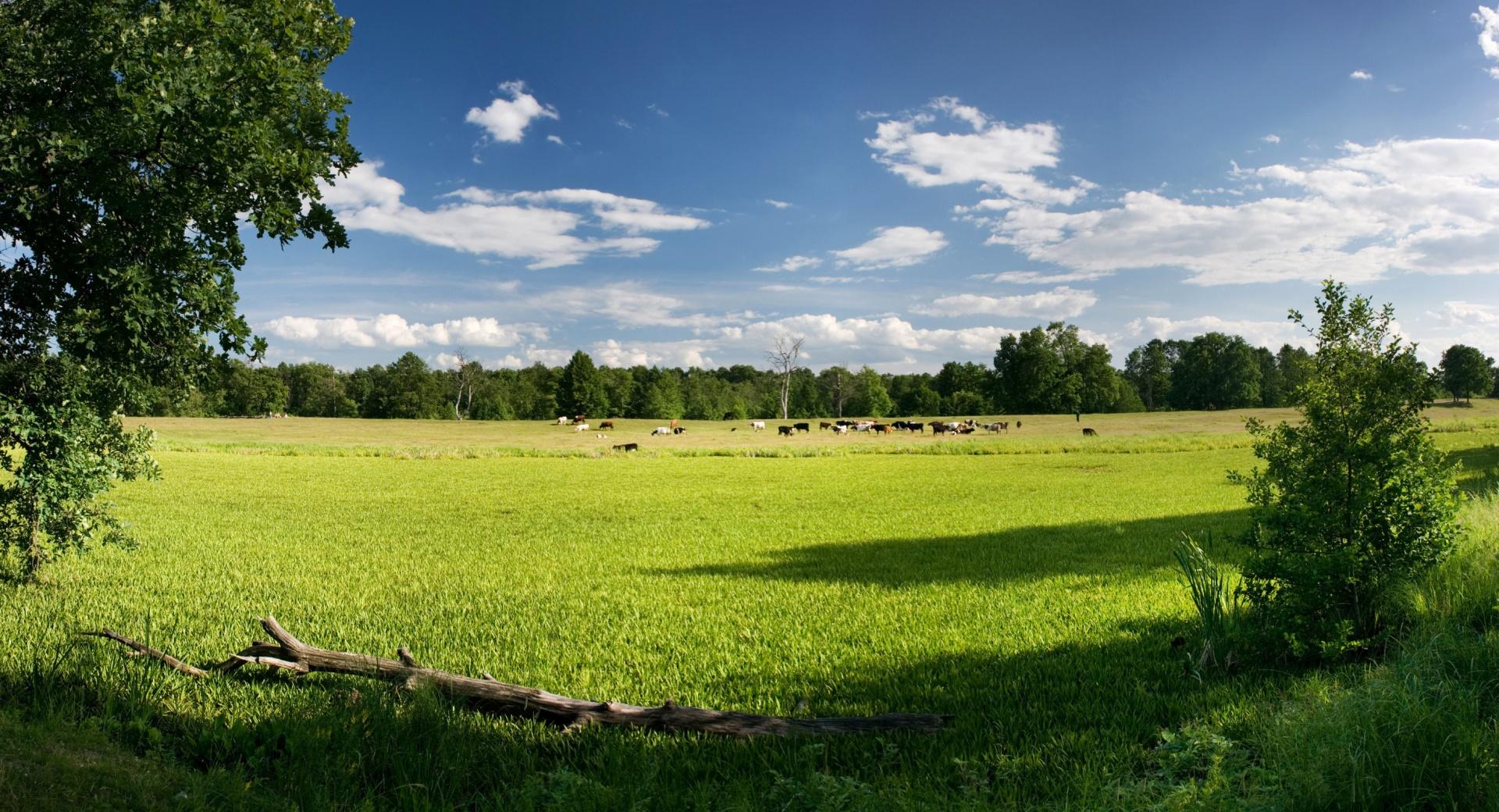 Animals On Meadow at 750 x 1334 iPhone 6 size wallpapers HD quality