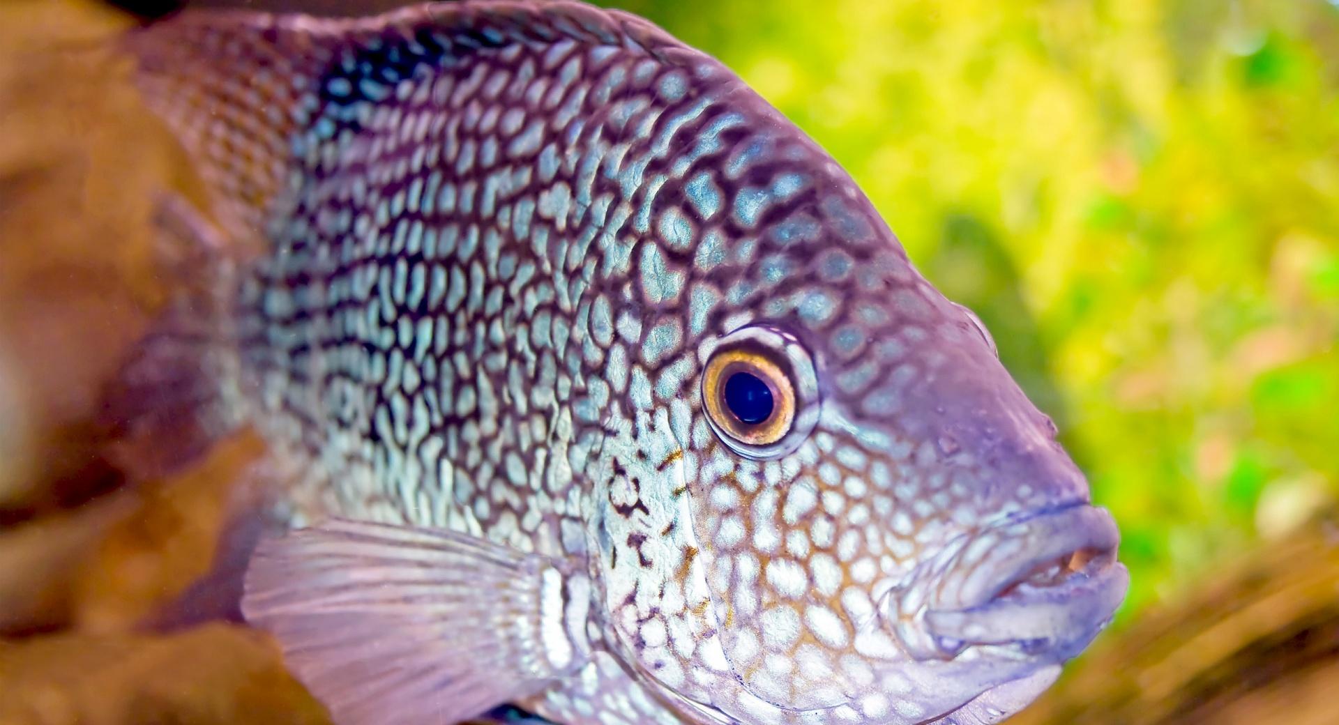 Aquarium Fish at 1334 x 750 iPhone 7 size wallpapers HD quality