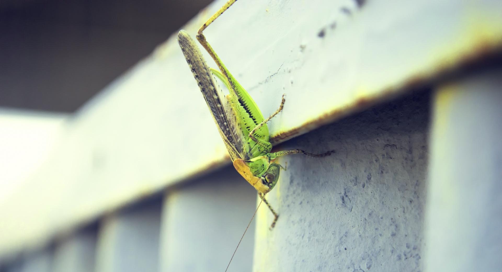 Armenia, Grasshopper at 1334 x 750 iPhone 7 size wallpapers HD quality