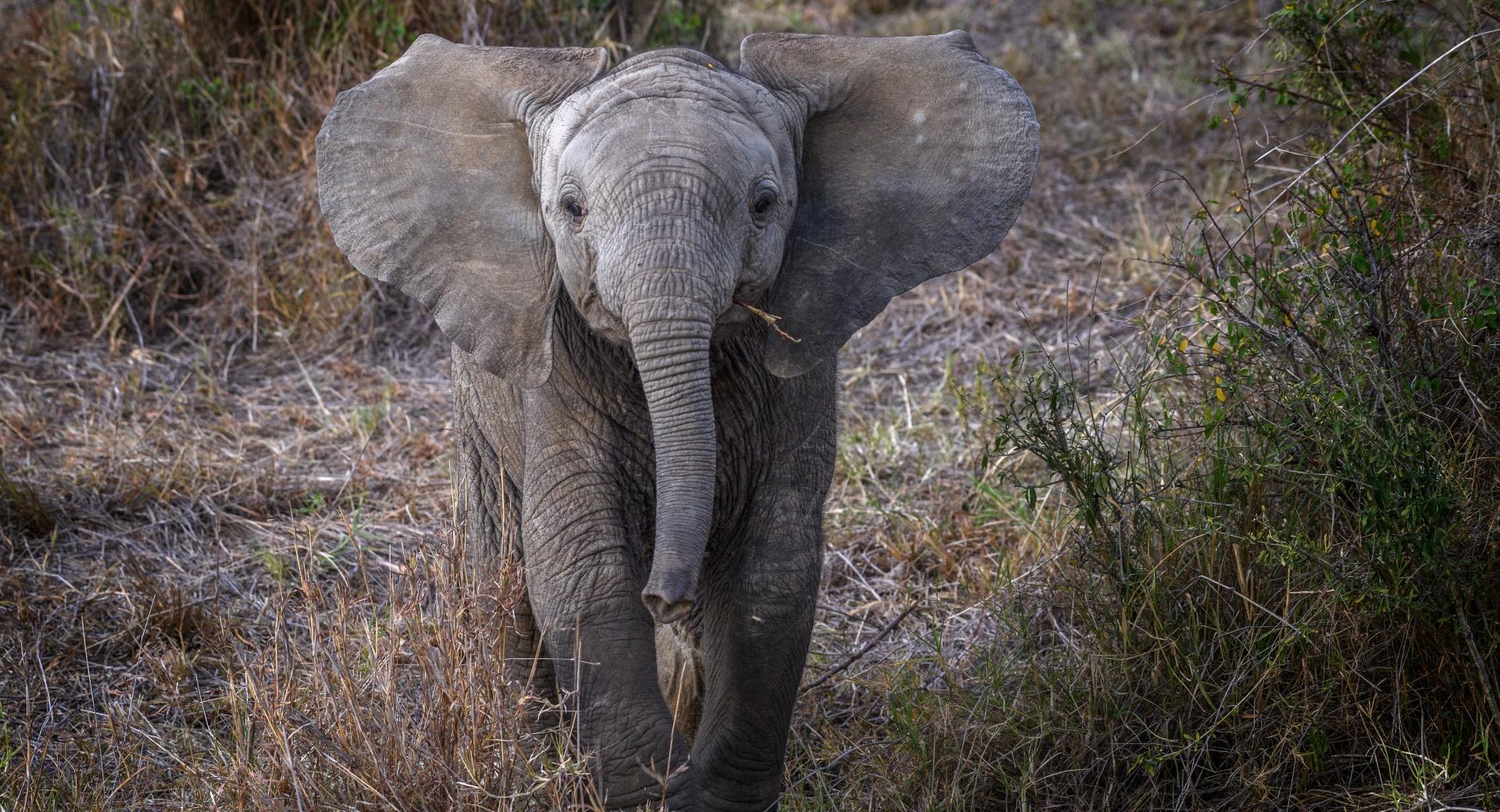 Baby African Elephant at 1600 x 1200 size wallpapers HD quality