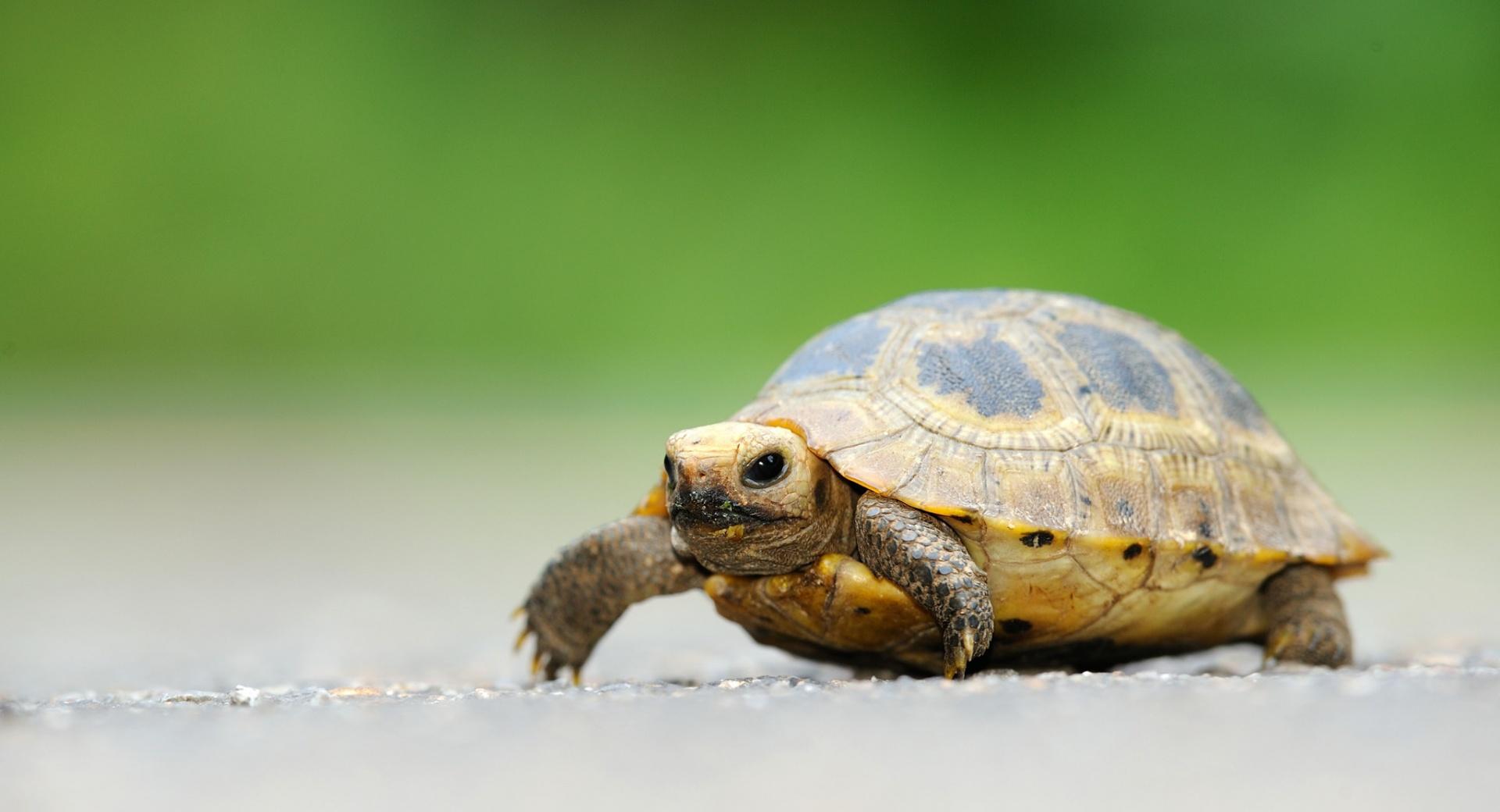 Baby Elongated Tortoise at 1280 x 960 size wallpapers HD quality