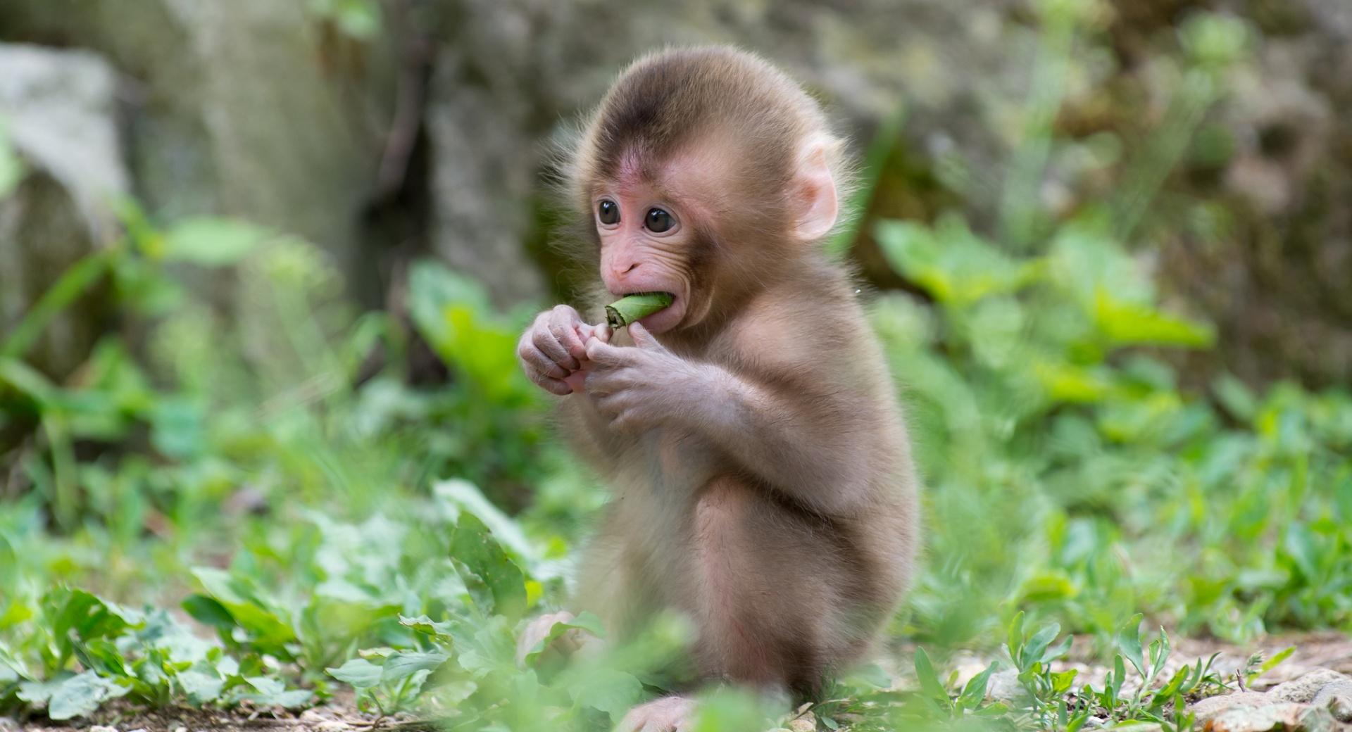 Baby Macaque Monkey wallpapers HD quality